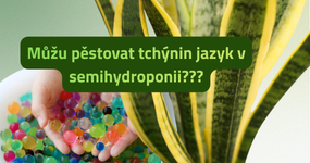 Péče o pokojové květiny a tipy od nás